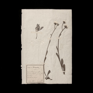 植物の標本 20, 欧州, 19世紀.（フランス 押し花 植物 花 ボタニカル アート 芸術 美術 アンティーク 古道具 絵画 素描）