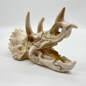 トリケラトプス 頭骸骨 レプリカ インテリア 恐竜の化石 オブジェ 牙 中 ミドルサイズ ミュージアム ギャラリー 虎猫骨格化石 装飾置物