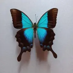 (値下げ)　蝶標本　チモールアオネアゲハ