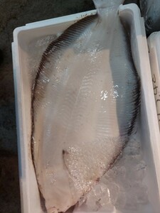 巨大ナメタカレイ60cm2.5~3.0pk位1匹3240円即決