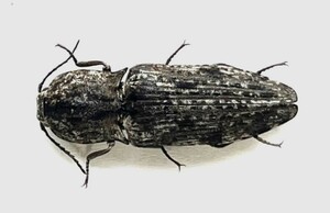 【日本の甲虫標本】沖縄本島産　ウバタマコメツキ1頭　【約24ミリ】