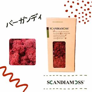 スカンディアモス SCANDIAMOSS バーガンディ50ｇ ディスプレイ 苔 モス 天然素材 空気清浄効果