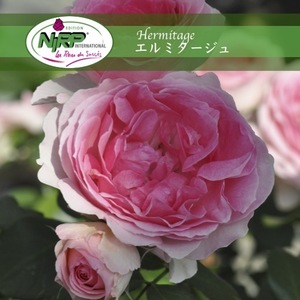 送料無料　エルミタージュ　新苗4号鉢　　鉢植え バラ 薔薇 ニプル