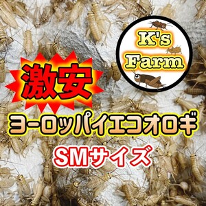 200匹+20%+(死着保証10%)SMサイズ約0.8～1.2cm)激安ヨーロッパイエコオロギ(注)。