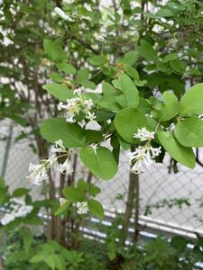 イボタノキ、小さめの花で香り爽やかです 、鉢植えで楽しめます４０cm位のポット苗