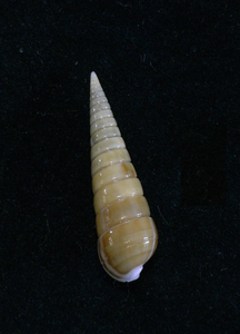 貝の標本 Pyamidella maculosa 25mm.