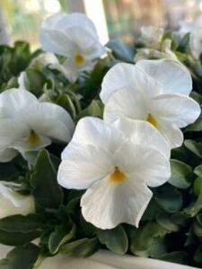ビオラの種　白花　白い花が咲きます　自家採取　2023年採取　白　パンジー　スミレ