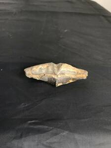 貝の化石 　置物 化石 標本