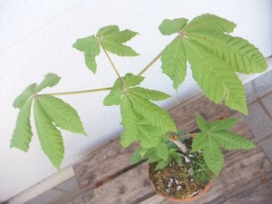 ◇ 植木 庭木 ◇ トチノキ　実生苗　鉢ごと発送 ◇検:ベニバナトチノキ とちのき 栃ノ木 栃の木 栃の実 落葉 高木 シンボルツリー◇