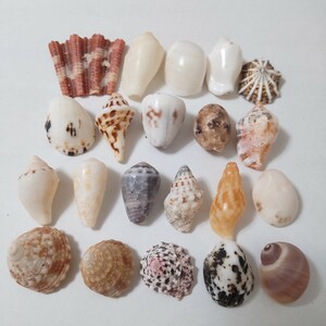 貝がら セット 貝殻 貝 微小貝 イモガイ マキガイ 巻き貝 巻貝 ハンドメイド 材料 素材 パーツ 工作