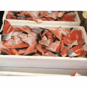 鮭 カマ・切身 切り落とし 甘塩 たっぷり 2kg