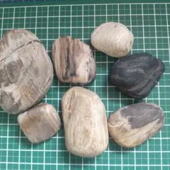 鳥海木化石、珪化木、７個セット、管理No.60202