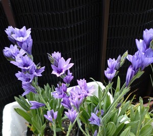 バビアナ パープル 紫 珍しい色 【球根 三球 】花終わり 来期用 