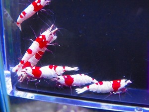 Golden-shrimp　　種親レッドビーシュリンプ♂1♀5（抱卵5匹）6匹ブリードセット　発送日は金土日のみ