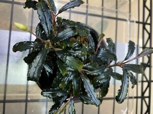 出射氏採取 Bucephalandra sp. Kedagang 2 ブセファランドラ　クダガン　水草