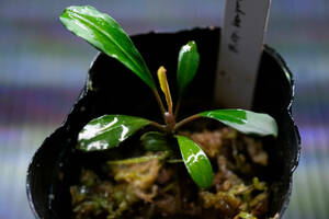 【１円スタート】 Bucephalandra sp. kayulapis-3 TB便 　子株付き　ブセファランドラ　カユラピス−3　水草　陰性　