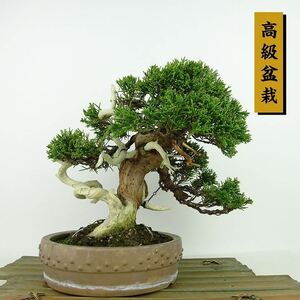 盆栽 真柏 樹高 約20cm しんぱく 高級盆栽 Juniperus chinensis シンパク “ジン シャリ” ヒノキ科 常緑樹 観賞用 小品 現品