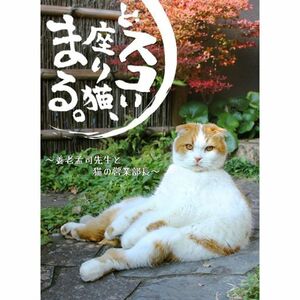 どスコい座り猫、まる。?養老孟司先生と猫の営業部長 DVD