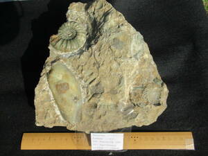 英国産アンモナイトAsterocerasと二枚貝Cardiana同一母岩