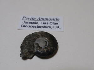 ミニアンモナイト化石　Pyrite Ammonite Jurassic Lias Clay 英国産　（5）