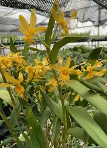 T♪洋蘭 Dendrobium brymerianum 　洋ラン