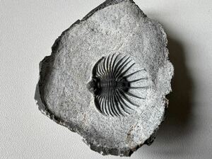 三葉虫の化石　アカンソピゲ（Acanthopyge)