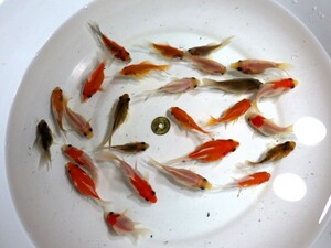 玉サバ型金魚ミックス　6～8ｃｍ5匹セット(浜松 二橋養魚場産)2306・05・01