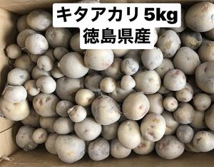 新じゃがいもキタアカリ5kgSSサイズ以下超小玉　徳島県産