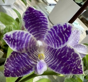 洋蘭 (1255) 新入荷　花芽つき、とても綺麗な花が咲き始めています。Phal. (YangYang Blue Flash x YangYang Blue Surprise)　(Sib)