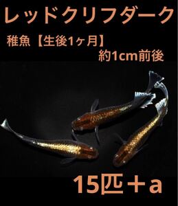 沖ちゃんメダカ　約1cm【送料無料】レッドクリフ　ダークタイプ　メダカ　15匹 稚魚　幼魚　①