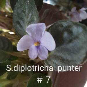 セントポーリア　　原種　S・diplotricha　punter　＃７　苗