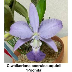 洋蘭原種 C. walkeriana coerulea-aquinii 