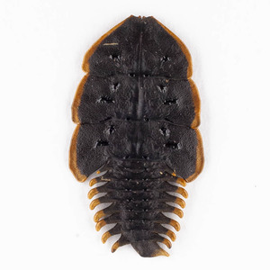 Platerodrilus sp. 49 サンヨウベニボタル標本 西ジャワ
