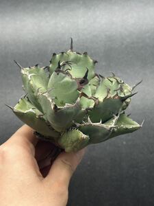 【輝泊園】多肉植物　アガベ チタノタ　黒鯨 強棘 超良型株　特選 MAXAGAVE 珍しい　超大株　親株　1