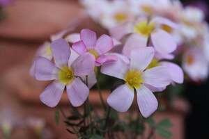 Oxalis obtusa silver ring 中央のシルバーリングが輝く可愛いお花です(*^^*) ＊球根 1球