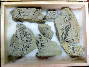 【メタセコイア その他 広葉樹】中新世 800万年前 化石 葉片 埼玉県深谷市本田 楊井層 木箱 箱付き 美品　467ｇ