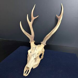 [CT529] 鹿角 頭蓋骨付 ハンドクラフト 素材 ハンティングトロフィー 刀掛け 壁飾り インテリア ディスプレイ オブジェ 標本