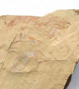 アノマロカリス大型付属肢　古虫類を含むマルチプレート化石　雲南省　澄江動物群　古生代カンブリア紀　バージェスモンスター　化石