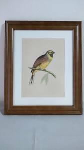 鳥の絵の額装品　ノドグロアオジ (Cirl Bunting)　木版画　木製フレーム　アンティーク　インテリア　送料無料