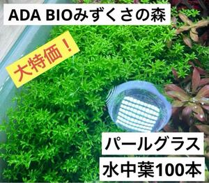 【水草】パールグラス　水中葉100本以上！ADA BIOみずくさの森