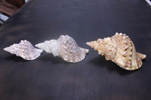 法螺貝 ３個まとめて　全長約23,5cm・21,5cm・16cm