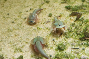 【送料無料】超珍種　Triops Longicaudatus Mongolei　トリオプス　カブトエビ　乾燥卵