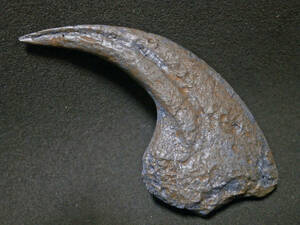 恐竜デイノニクスの爪化石(レプリカ・複製)ケースなし