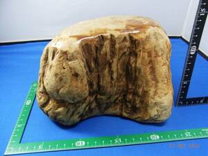 木化石－２：　約２０cm　ｘ　９cm　ｘ　１３cm　上部磨きあり