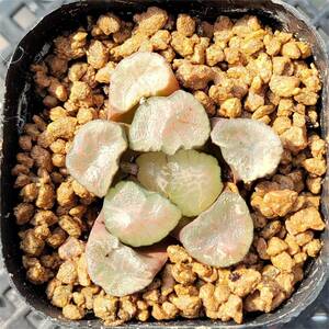 多肉植物CS094-POT 大紫鏡 ダイシキョウ 10個　ハオルチア　鉢あり 　送料無料 