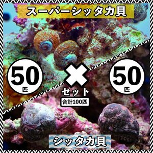 【各50匹 合計100匹】シッタカ貝×スーパーシッタカ貝　コケ取り貝セット　海水魚　生体