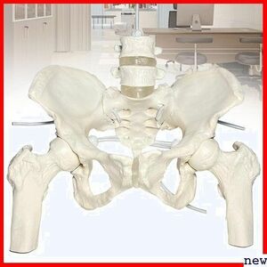 新品◆ timiland グイッと動かせる大腿骨付き骨盤模型 女性等身大 伸縮自在 可動骨格 骨模型 人体模型 骨盤模型 91