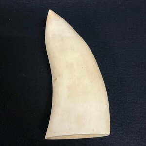 マッコウクジラ 抹香鯨 鯨 歯 牙 鯨歯 標本 印材 全長約17.5cm 重量約651.5g　050220w/T9（60）