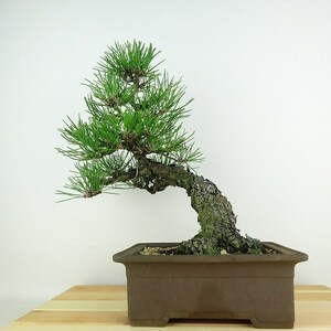 盆栽 松 黒松 樹高 約29cm くろまつ Pinus thunbergii クロマツ マツ科 常緑針葉樹 観賞用 現品