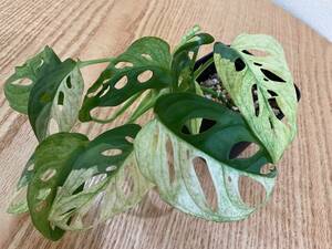 斑入りマドカズラ Monstera friedrichsthalii variegata モンステラ バリエガータ ハーフムーン マーブル　アロイド【No.3】